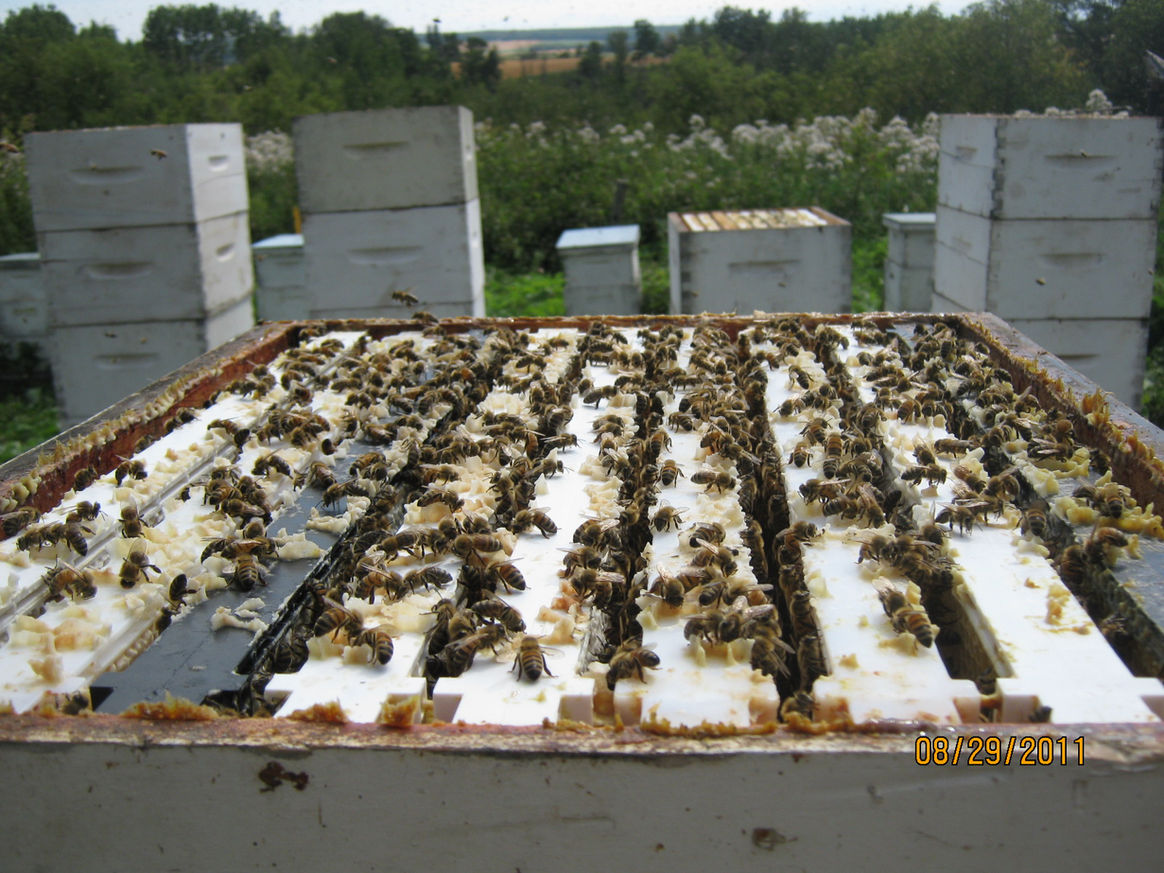 2011 — Early Days photo 1